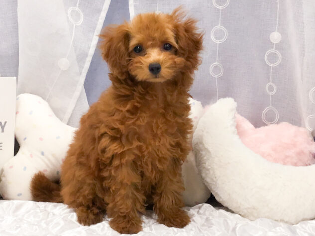 愛知県のトイプードル(トイ) (アミーゴ知立店/2026年1月17日生まれ/女の子/レッド)の子犬の1枚目の画像