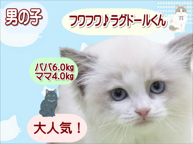 大阪府のラグドール (アミーゴ鳳店/2026年2月14日生まれ/男の子/ブルーポイントバイカラー)の子猫の1枚目の画像