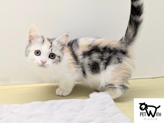 福島県のマンチカン (アミーゴ会津若松店/2026年1月20日生まれ/女の子/キャリコ)の子猫