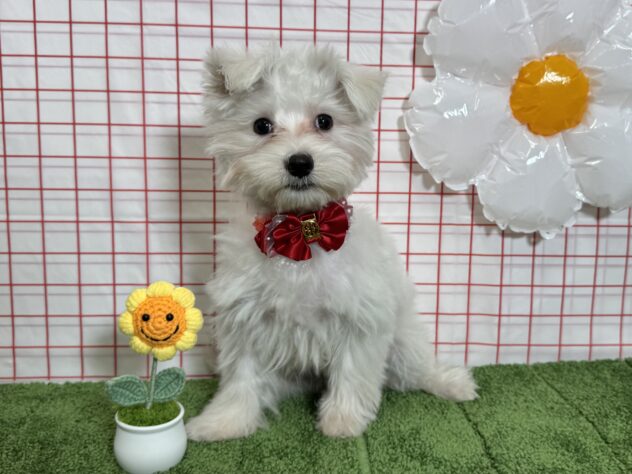 山形県のハーフ犬・ミックス犬 (アミーゴ酒田店/2025年12月16日生まれ/女の子/06 ホワイト系)の子犬の1枚目の画像