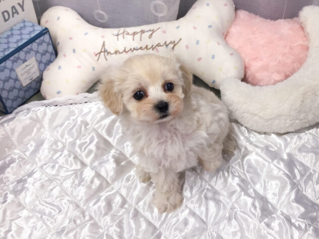 愛知県のハーフ犬・ミックス犬 (アミーゴ知立店/2026年2月23日生まれ/女の子/06 ホワイト系)の子犬の3枚目の画像