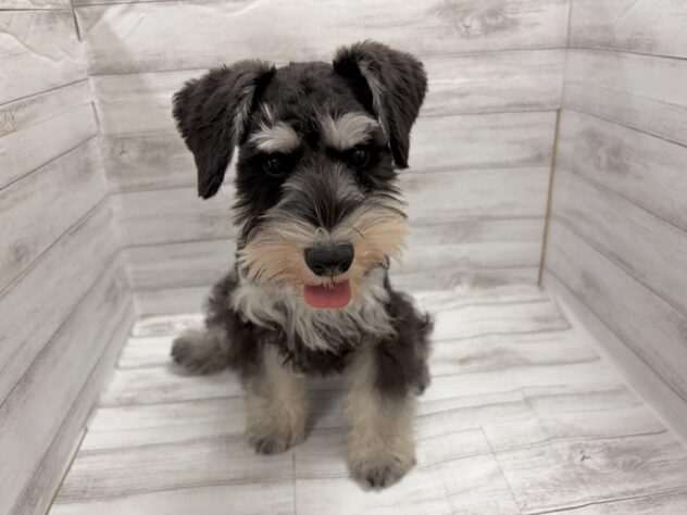 福島県のミニチュアシュナウザー (アミーゴ小名浜店/2026年1月2日生まれ/男の子/ブラックシルバー)の子犬