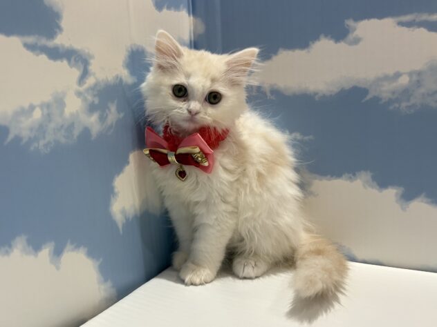 山形県のマンチカン (アミーゴ山形南店/2026年2月19日生まれ/女の子/レッドタビーホワイト)の子猫の1枚目の画像