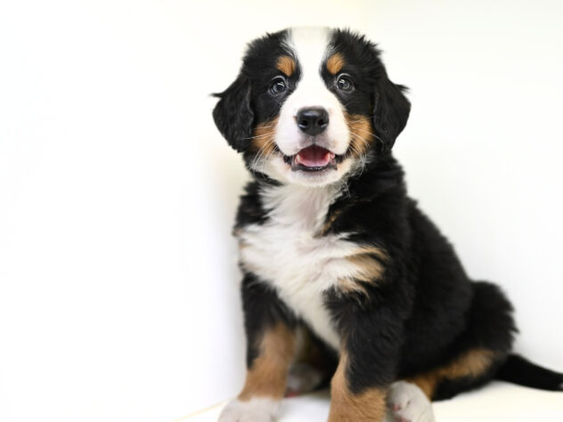 岡山県のバーニーズマウンテンドッグ (アミーゴ大安寺店/2026年2月2日生まれ/女の子/ブラックラストホワイト)の子犬の3枚目の画像