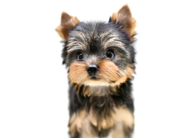 岡山県のヨークシャーテリア (アミーゴ大安寺店/2026年2月2日生まれ/女の子/スチールブルータン)の子犬の3枚目の画像