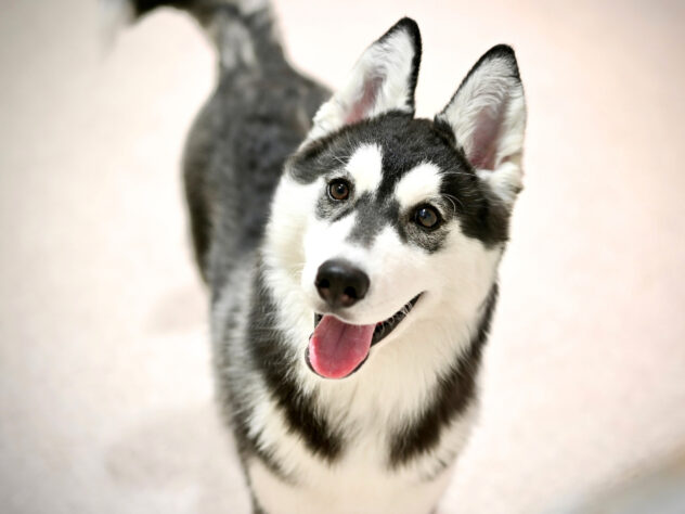 岡山県のシベリアンハスキー (アミーゴ大安寺店/2025年11月9日生まれ/女の子/ブラックホワイト)の子犬の2枚目の画像