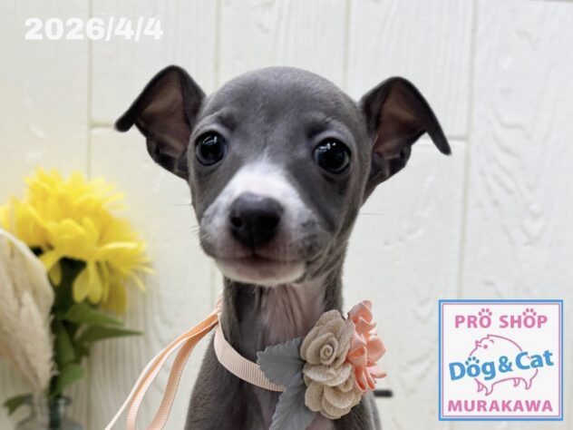 広島県のイタリアングレーハウンド (アミーゴ大町店/2026年1月28日生まれ/女の子/ブルーホワイトマーキングス)の子犬