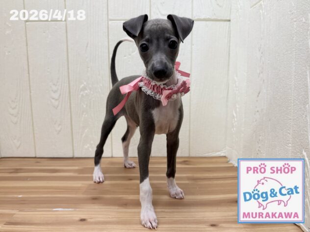 広島県のイタリアングレーハウンド (アミーゴ大町店/2026年2月12日生まれ/女の子/ブルーホワイトマーキングス)の子犬の2枚目の画像