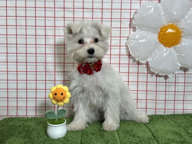 山形県のハーフ犬・ミックス犬 (アミーゴ酒田店/2025年12月16日生まれ/女の子/06 ホワイト系)の子犬の2枚目の画像