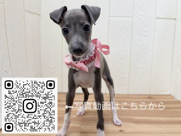 広島県のイタリアングレーハウンド (アミーゴ大町店/2026年2月12日生まれ/女の子/ブルーホワイトマーキングス)の子犬の3枚目の画像