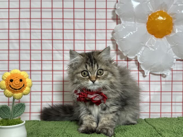 山形県のペルシャ (アミーゴ酒田店/2026年1月13日生まれ/女の子/シェーデットゴールデン)の子猫の2枚目の画像