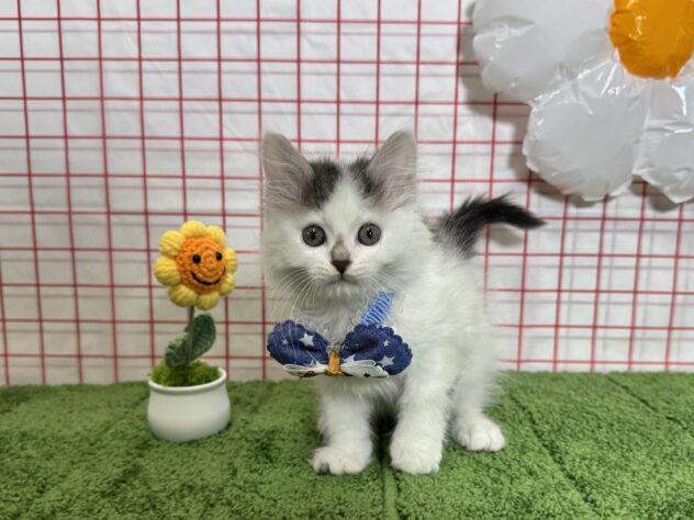 山形県のサイベリアン (アミーゴ酒田店/2026年2月12日生まれ/男の子/ブルータビーホワイトバン)の子猫の2枚目の画像