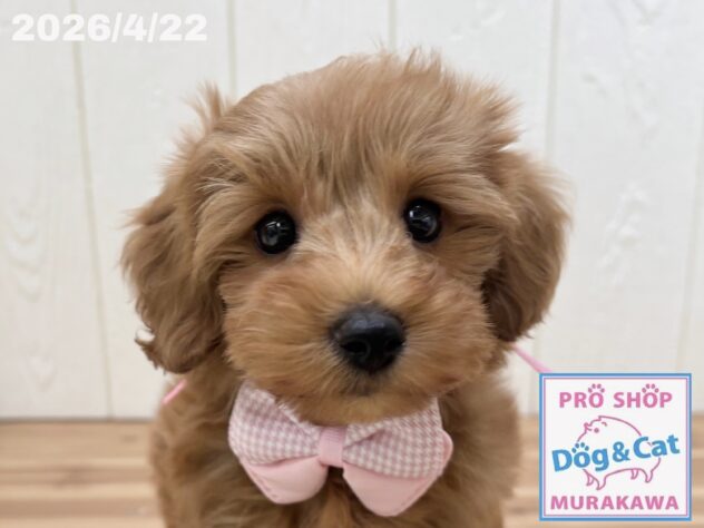 広島県のハーフ犬・ミックス犬 (アミーゴ大町店/2026年2月16日生まれ/女の子/アプリコット)の子犬