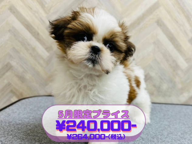 岡山県のシーズー (アミーゴ水島店/2026年2月22日生まれ/女の子/ホワイトゴールド)の子犬の1枚目の画像