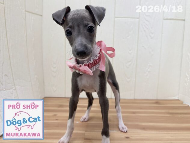 広島県のイタリアングレーハウンド (アミーゴ大町店/2026年2月12日生まれ/女の子/ブルーホワイトマーキングス)の子犬の3枚目の画像