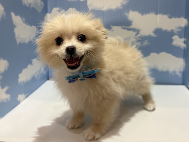 山形県のハーフ犬・ミックス犬 (アミーゴ山形南店/2025年12月21日生まれ/男の子/クリーム)の子犬の2枚目の画像