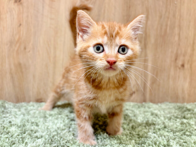 広島県のアメリカンショートヘアー (アミーゴ広島商工センター店/2026年2月18日生まれ/男の子/レッドタビー)の子猫の1枚目の画像