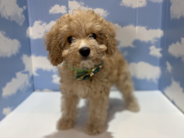 山形県のハーフ犬・ミックス犬 (アミーゴ山形南店/2026年1月11日生まれ/男の子/アプリコット)の子犬の1枚目の画像