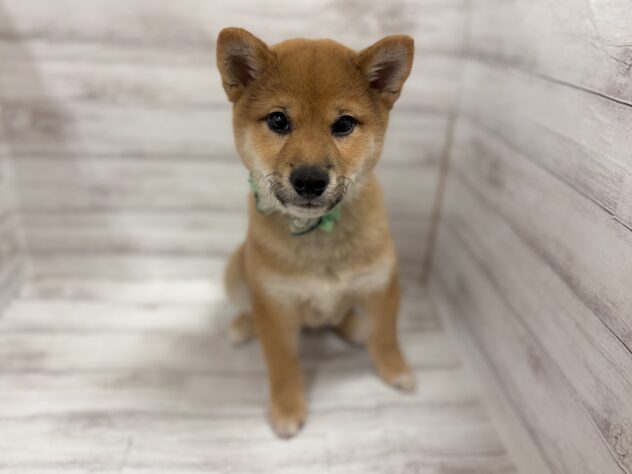 福島県の柴犬(標準サイズ) (アミーゴ小名浜店/2026年1月1日生まれ/男の子/赤)の子犬