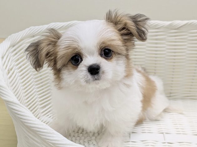 福島県のハーフ犬・ミックス犬 (アミーゴ会津若松店/2026年1月6日生まれ/女の子/ゴールドホワイト)の子犬の3枚目の画像