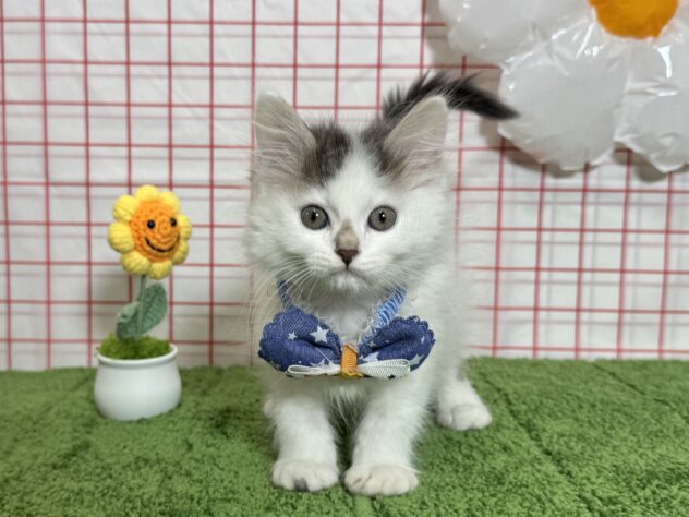 山形県のサイベリアン (アミーゴ酒田店/2026年2月12日生まれ/男の子/ブルータビーホワイトバン)の子猫の1枚目の画像