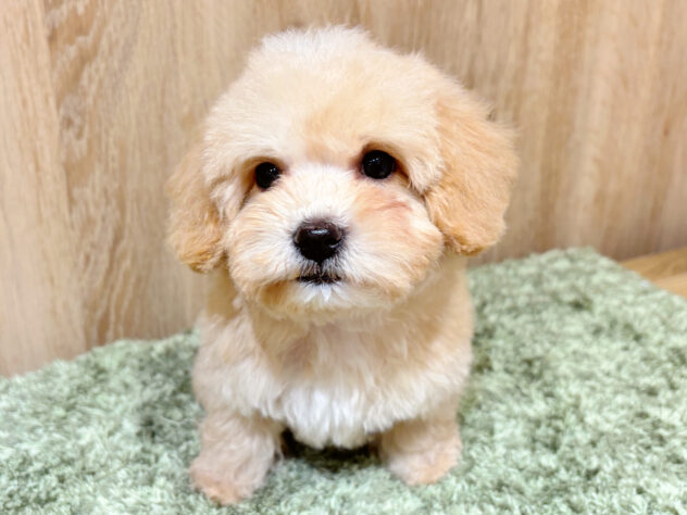 広島県のハーフ犬・ミックス犬 (アミーゴ広島商工センター店/2026年1月26日生まれ/男の子/アプリコット)の子犬の1枚目の画像