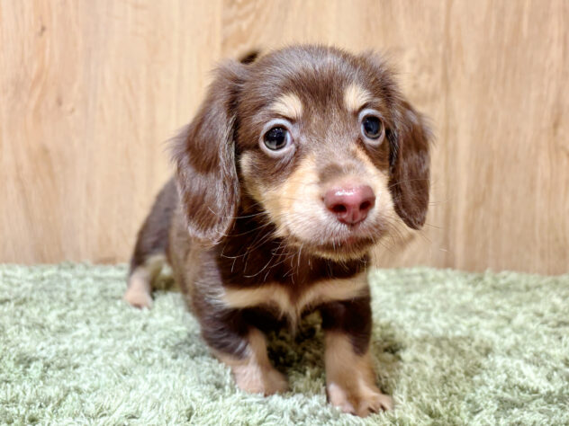 広島県のミニチュアダックスフンド(ロング) (アミーゴ広島商工センター店/2026年1月30日生まれ/男の子/チョコレートタン)の子犬の2枚目の画像