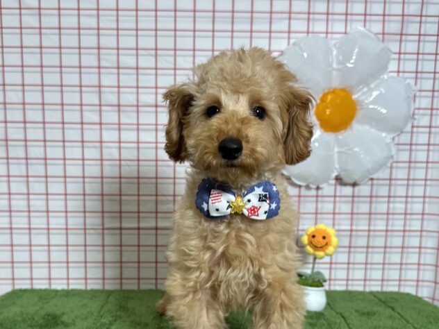 山形県のトイプードル(トイ) (アミーゴ酒田店/2025年12月10日生まれ/男の子/レッドフォーン)の子犬の2枚目の画像