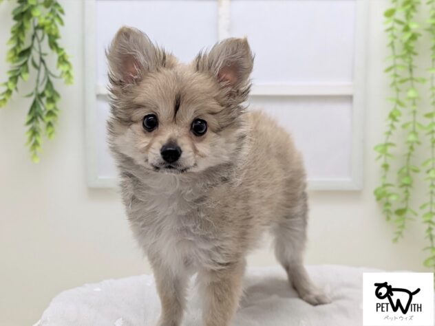 福島県のハーフ犬・ミックス犬 (アミーゴ会津若松店/2026年1月11日生まれ/女の子/オレンジ)の子犬の1枚目の画像