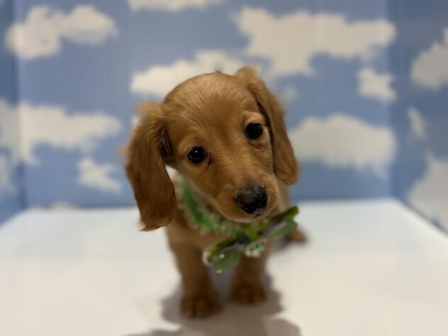 山形県のカニンヘンダックスフンド(ロング) (アミーゴ山形南店/2026年2月9日生まれ/男の子/ゴールド)の子犬の1枚目の画像