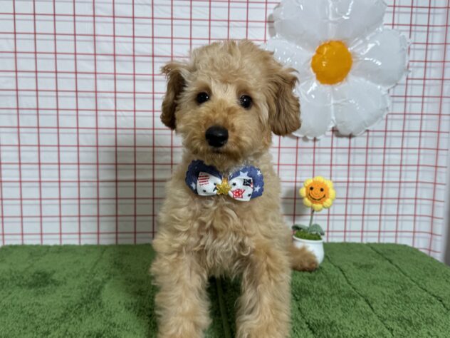 山形県のトイプードル(トイ) (アミーゴ酒田店/2025年12月10日生まれ/男の子/レッドフォーン)の子犬の3枚目の画像