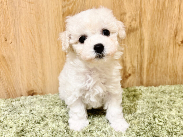 広島県のビションフリーゼ (アミーゴ広島商工センター店/2026年2月3日生まれ/女の子/ホワイト)の子犬