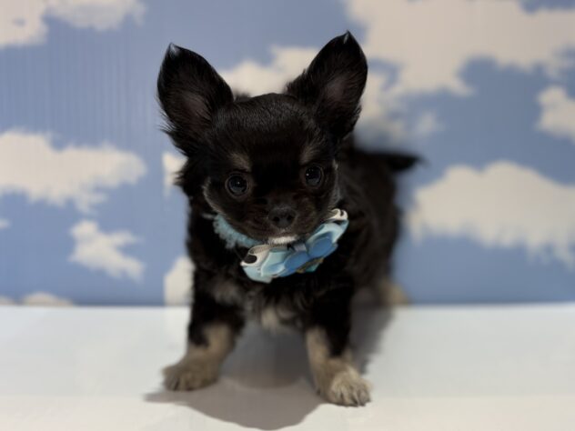 山形県のチワワ(ロング) (アミーゴ山形南店/2026年2月9日生まれ/男の子/ブラックタン)の子犬の1枚目の画像