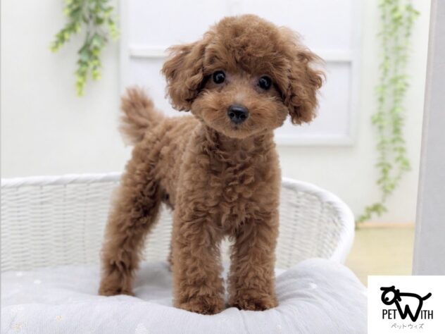 福島県のトイプードル(トイ) (アミーゴ会津若松店/2025年12月31日生まれ/男の子/レッド)の子犬の1枚目の画像