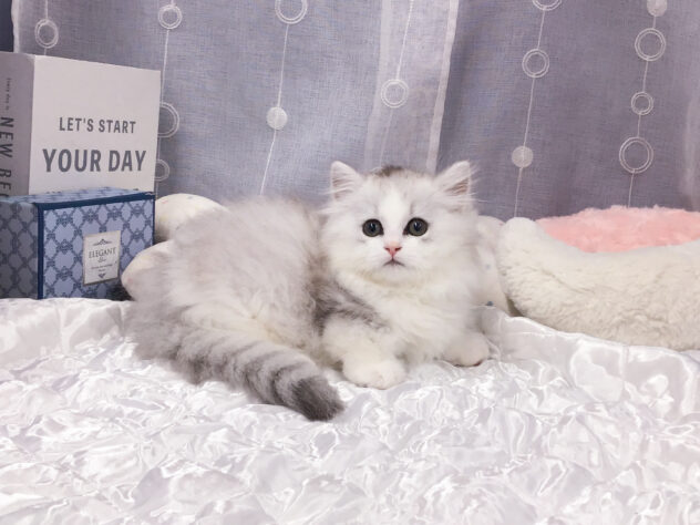 愛知県のミヌエット (アミーゴ知立店/2026年2月18日生まれ/男の子/シルバータビーホワイト)の子猫の2枚目の画像