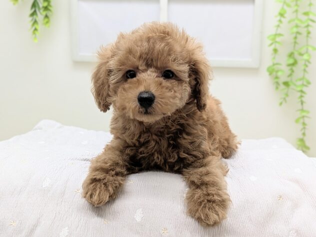 福島県のトイプードル(トイ) (アミーゴ会津若松店/2026年2月8日生まれ/男の子/レッドフォーン)の子犬の3枚目の画像