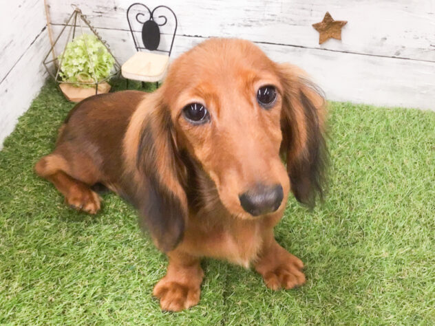 愛知県のミニチュアダックスフンド(ロング) (アミーゴ知立店/2025年11月8日生まれ/女の子/シェーデットレッド)の子犬の2枚目の画像