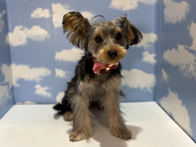 山形県のヨークシャーテリア (アミーゴ山形南店/2025年9月21日生まれ/女の子/スチールブルータン)の子犬の1枚目の画像