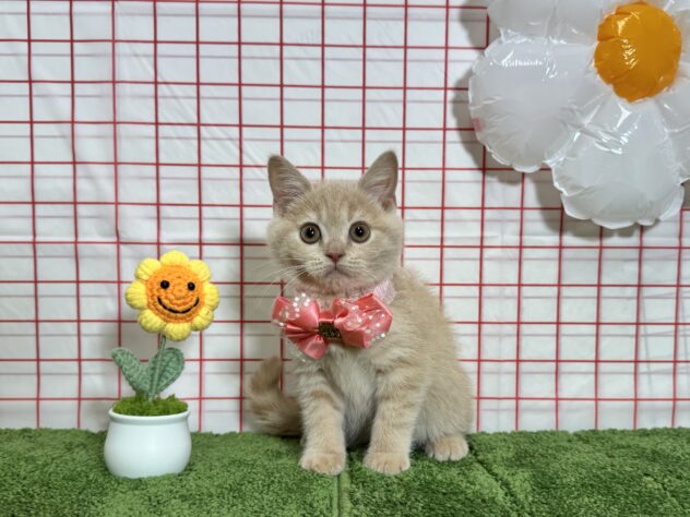 山形県のブリティッシュショートヘアー (アミーゴ酒田店/2026年3月4日生まれ/女の子/クリーム)の子猫