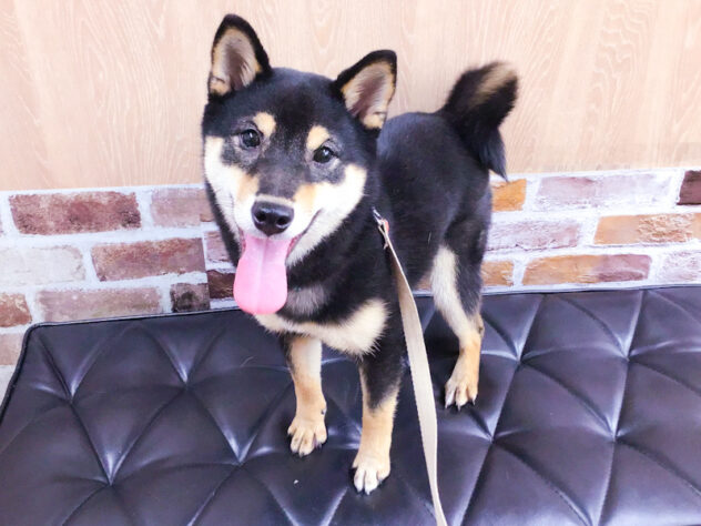 愛知県の豆柴 (アミーゴ知立店/2025年8月17日生まれ/女の子/黒)の子犬の1枚目の画像