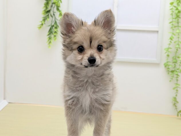 福島県のハーフ犬・ミックス犬 (アミーゴ会津若松店/2026年1月11日生まれ/女の子/オレンジ)の子犬の2枚目の画像