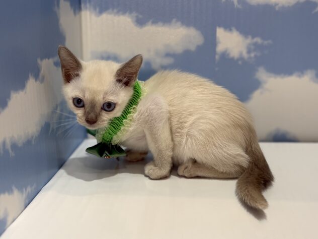 山形県のトンキニーズ (アミーゴ山形南店/2026年2月2日生まれ/男の子/プラチナ)の子猫の2枚目の画像