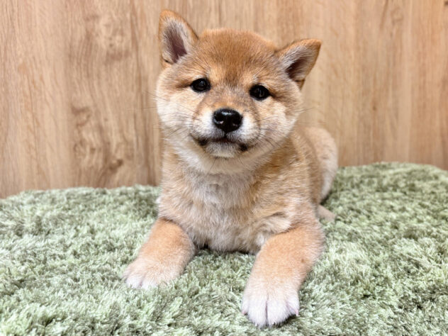 広島県の豆柴 (アミーゴ広島商工センター店/2026年2月8日生まれ/女の子/赤)の子犬の2枚目の画像