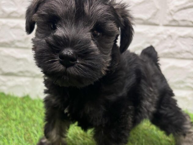 新潟県のミニチュアシュナウザー (アミーゴ新潟小新店/2026年2月17日生まれ/男の子/ソルトペッパー)の子犬の1枚目の画像