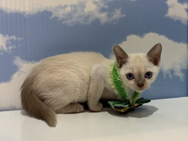 山形県のトンキニーズ (アミーゴ山形南店/2026年2月2日生まれ/男の子/プラチナ)の子猫の3枚目の画像