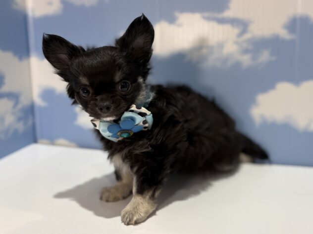 山形県のチワワ(ロング) (アミーゴ山形南店/2026年2月9日生まれ/男の子/ブラックタン)の子犬の2枚目の画像