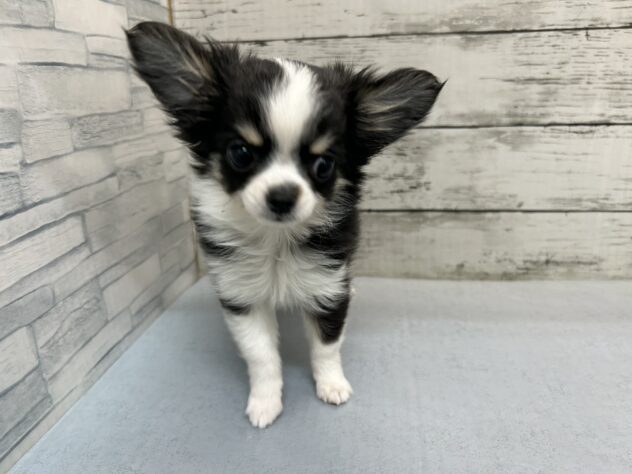 広島県のチワワ(ロング) (アミーゴ多治米店/2026年1月3日生まれ/男の子/トライカラー)の子犬の1枚目の画像