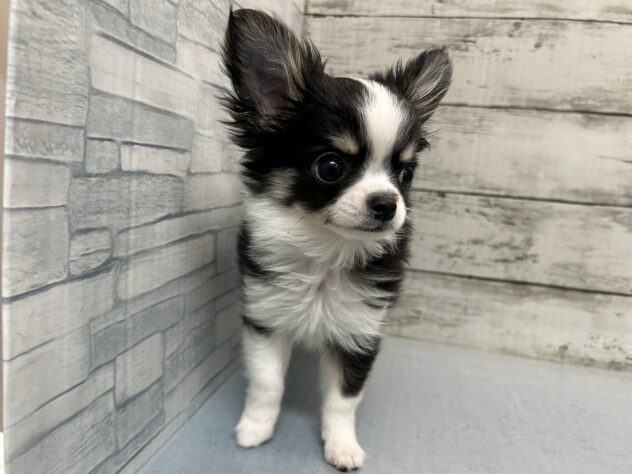 広島県のチワワ(ロング) (アミーゴ多治米店/2026年1月3日生まれ/男の子/トライカラー)の子犬の2枚目の画像