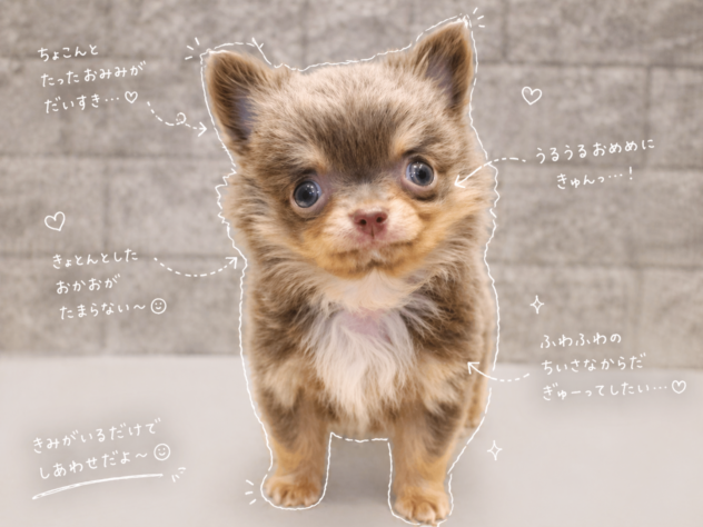 大阪府のチワワ(ロング) (ペット・プラザ アミーゴ箕面店/2026年1月31日生まれ/男の子/イザベラタン)の子犬の1枚目の画像