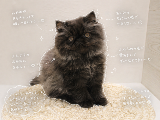 大阪府のミヌエット (ペット・プラザ アミーゴ箕面店/2026年1月1日生まれ/女の子/ブラックスモーク)の子猫の1枚目の画像